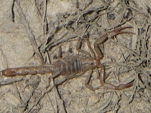 bug3