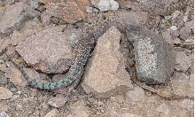 snake eating