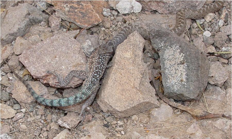 snake eating