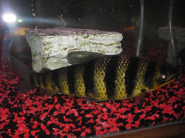 fish