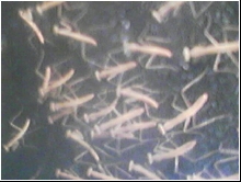 Mantids