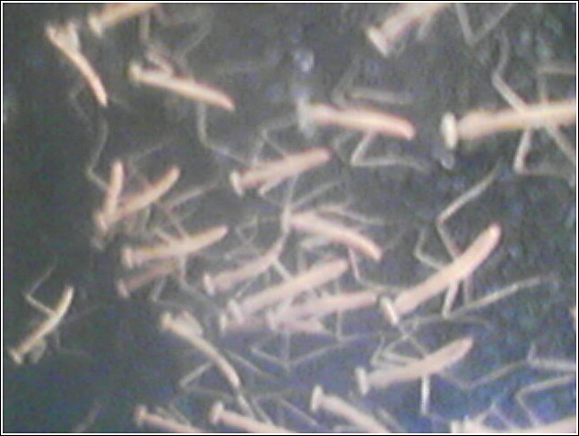 Mantids