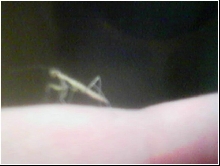 Nymph