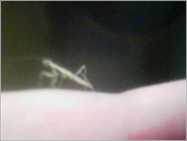 Nymph