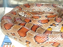 Carolina Western Sandhills Corn