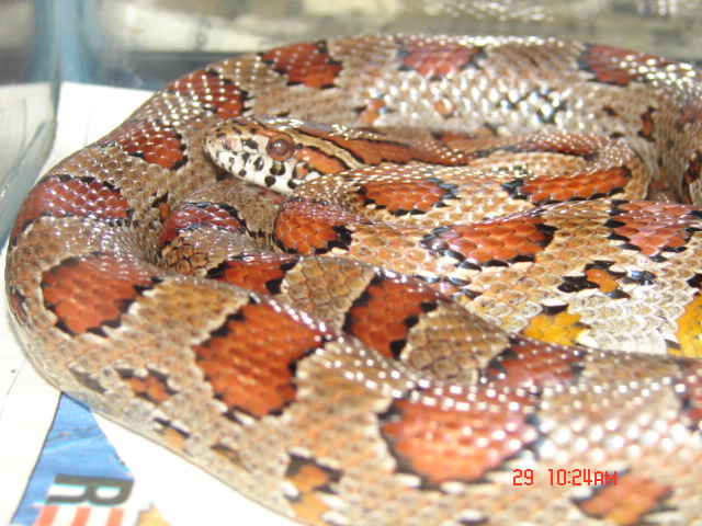Carolina Western Sandhills Corn
