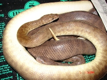 Children's Pythons
