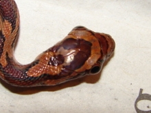 Bug-eyed Corn Snake