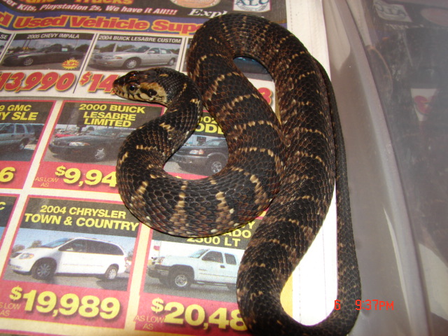 Nerodia f. pictiventris