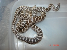 04 Emory's Ratsnakes