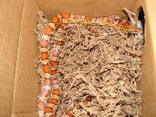 Levy Co. Fla. Female