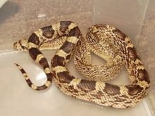 Escambia County Pine Snake