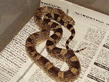 Aiken County Pine Snake