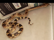 Aiken County Pine Snake II