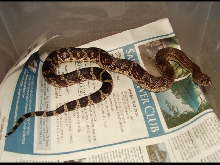 Aiken County Pine Snake III