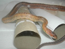 Female Bairdi 12 months old