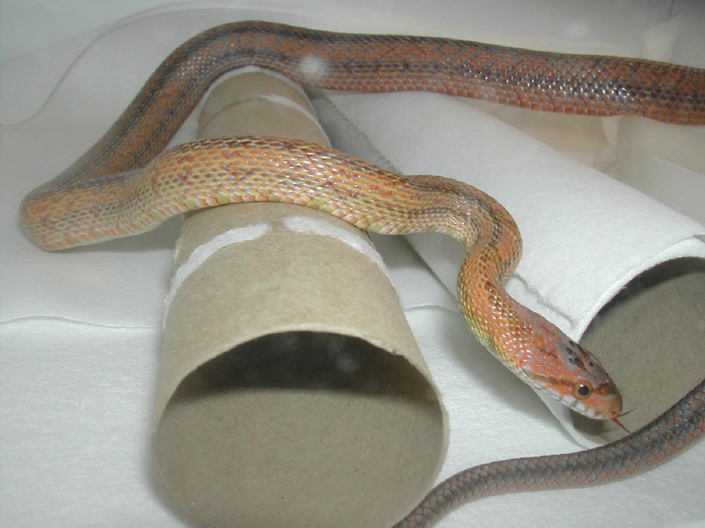 Female Bairdi 12 months old