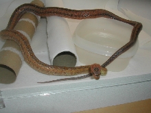 Female Bairdi 12 months old