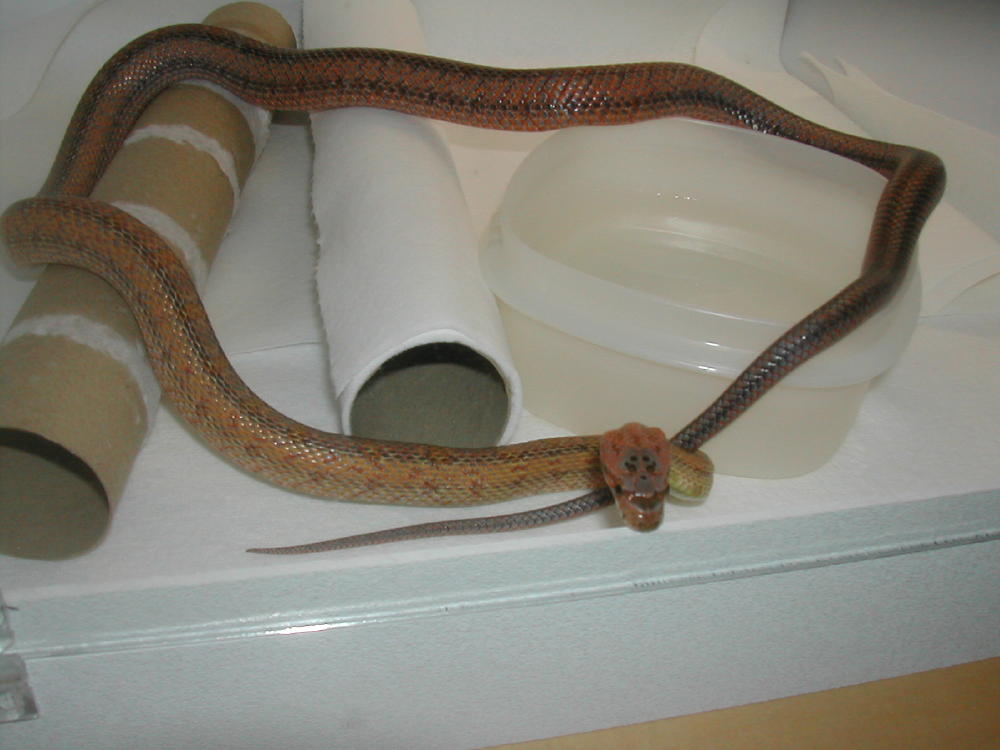 Female Bairdi 12 months old