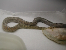 Male Bairdi 11 months old