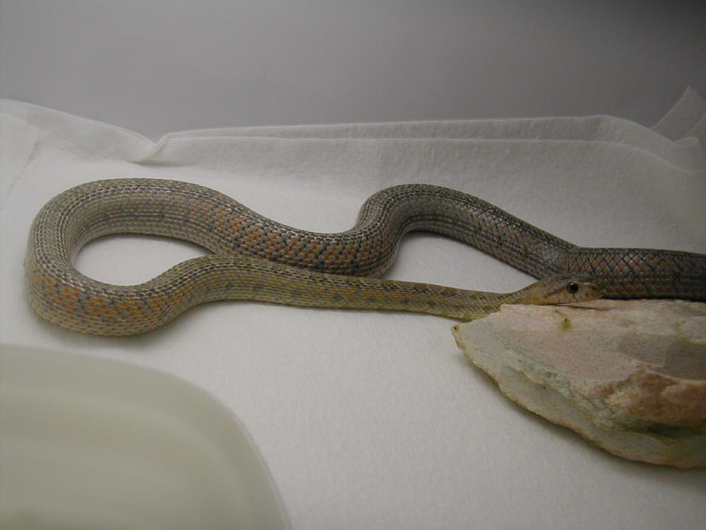 Male Bairdi 11 months old
