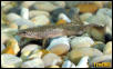African Dwarf Frog