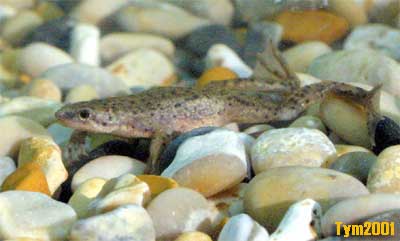 African Dwarf Frog