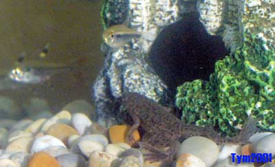 African Dwarf Frog