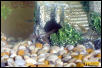 African Dwarf Frog