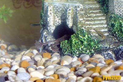 African Dwarf Frog
