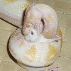 albino easter