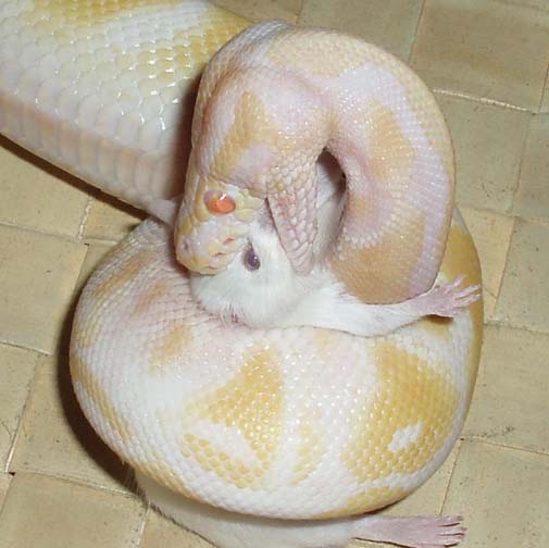 albino easter