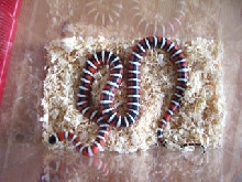 my pyromelana pyromelana