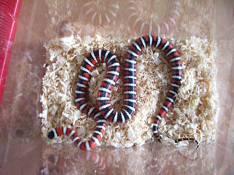 my pyromelana pyromelana