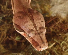 Suriname Head shot