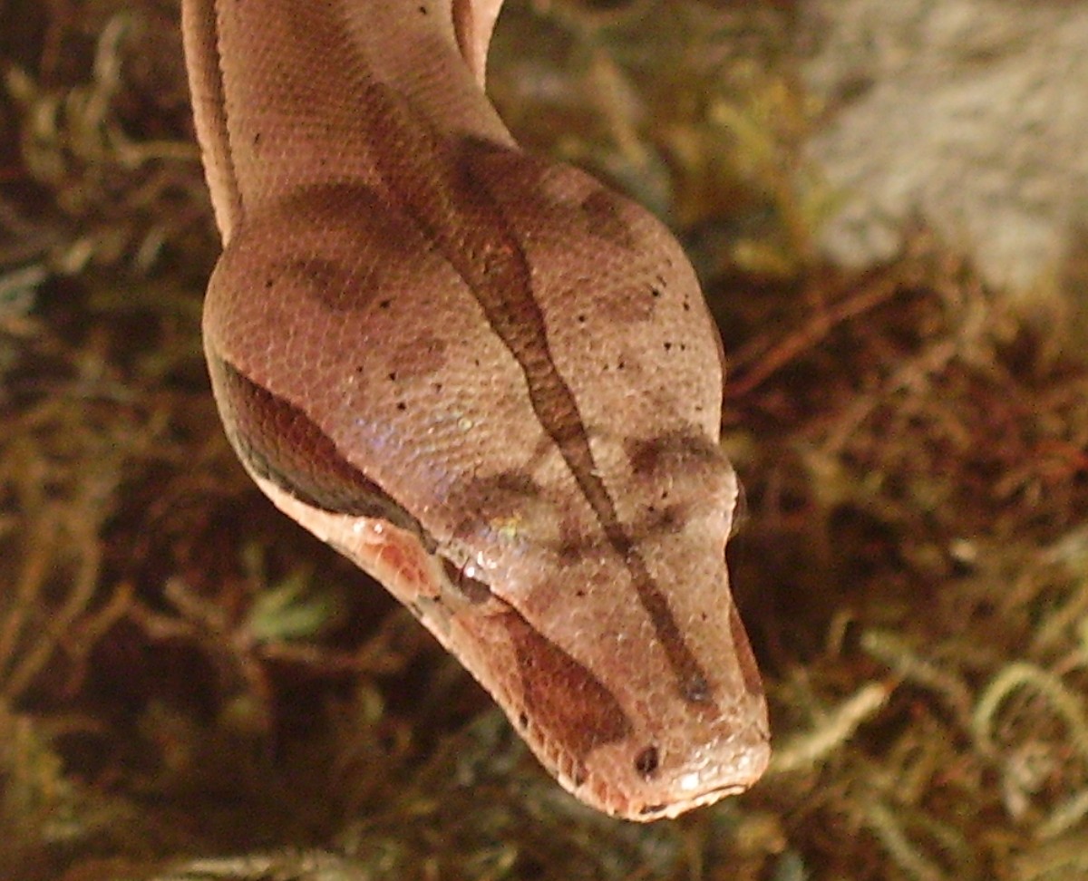 Suriname Head shot