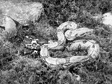black-n-white photo of a Suriname