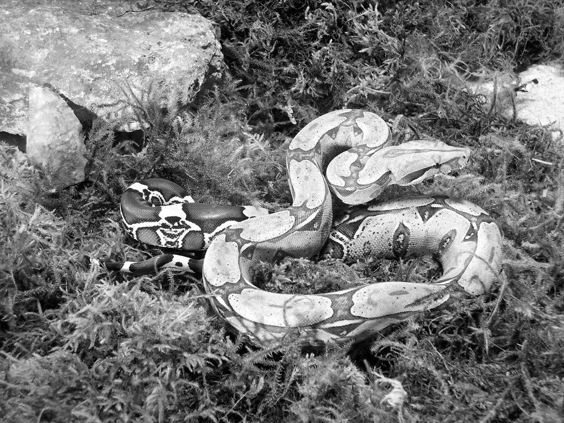 black-n-white photo of a Suriname