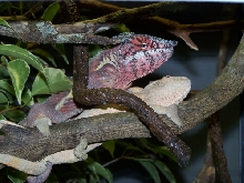 pair of pinks