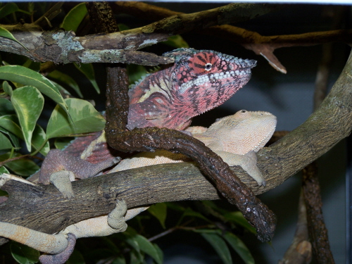 pair of pinks