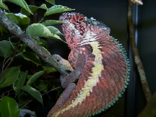 ankaramy