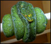central highland green tree python