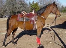 Maven poseing