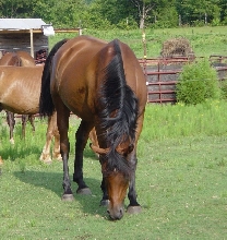 Maven poseing