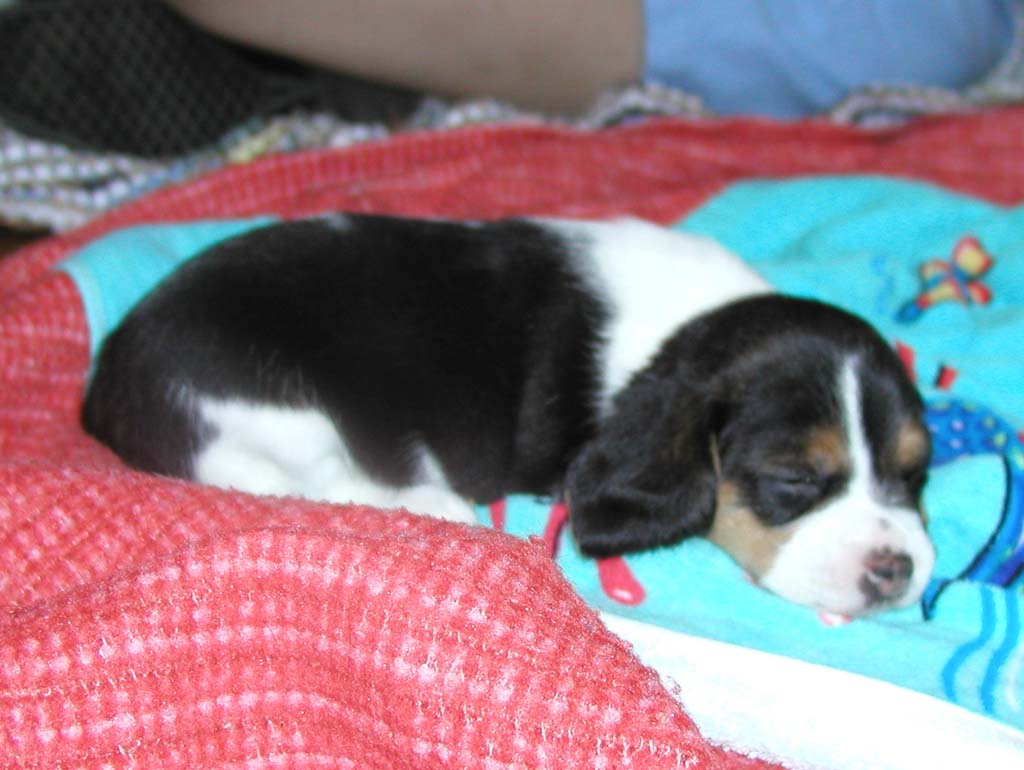 Nap time after playing