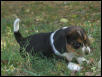 Beagle Puppy