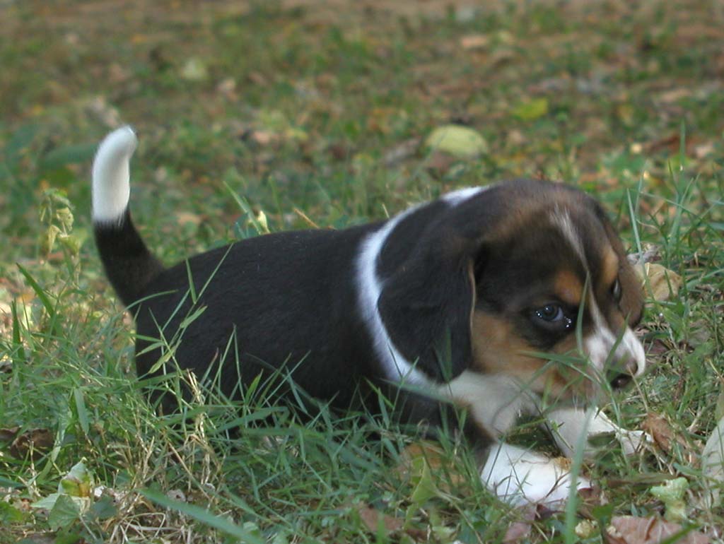 Beagle Puppy