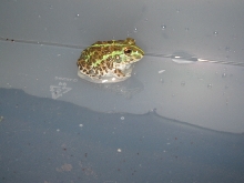littleguy