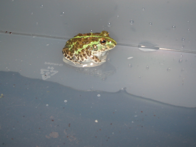 littleguy