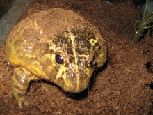 Pyxicephalus edulis